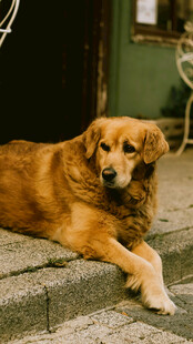 趴在石阶上的金毛犬