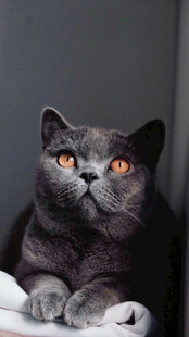 蓝猫趴卧