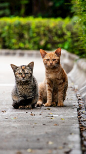 两只可爱小猫坐于路面