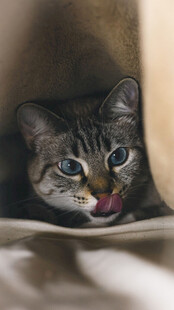 躲在布下吐舌的可爱猫咪