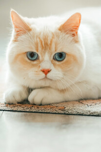 可爱橘猫趴卧姿态展示