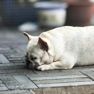 趴着休息的白色法国斗牛犬