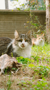 草地上的可爱猫咪
