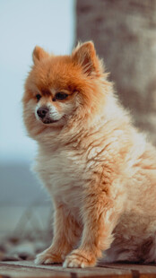 可爱博美犬安静蹲坐