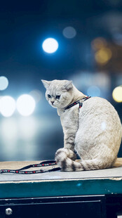 优雅猫咪于夜色中静坐