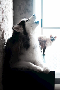 窗边猫咪与狗狗互动瞬间