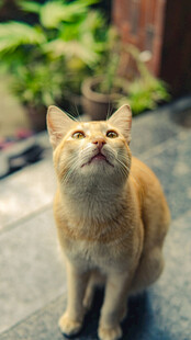 仰头的橘猫