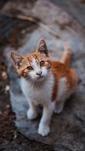 可爱三色小猫蹲坐