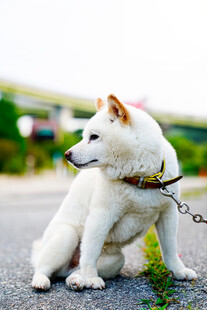 拴着的白柴犬坐于户外