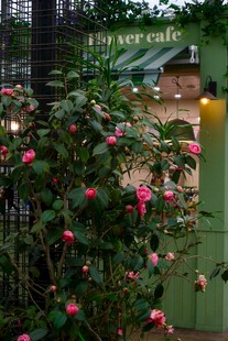 山茶花