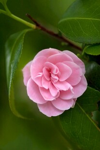 娇艳粉色山茶花特写