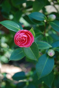 娇艳粉色山茶花特写