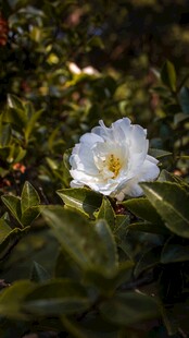 阳光下的洁白山茶花
