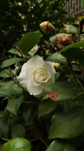 洁白山茶花绽放绿叶间
