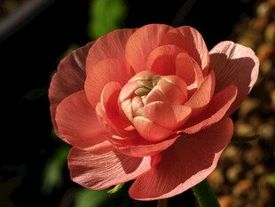 粉色娇艳花毛茛