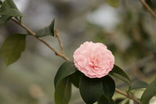 粉色山茶花特写
