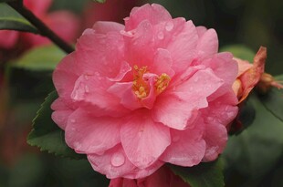 娇艳粉色山茶花绽放