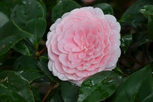 娇艳粉色山茶花