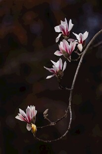 枝头绽放的粉嫩玉兰花
