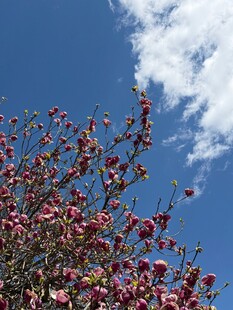  玉兰花