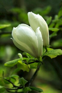 洁白玉兰花绽放枝头