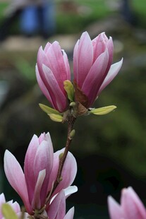 娇艳玉兰花绽放枝头