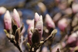 玉兰花苞特写