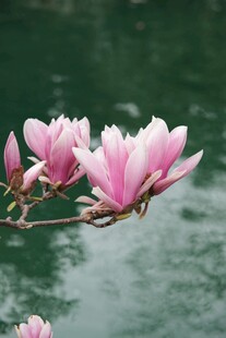 娇艳玉兰花枝俏