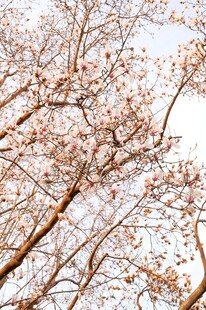 春日玉兰花