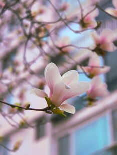 玉兰花绽放枝头