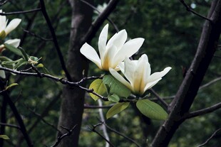 玉兰花绽放枝头