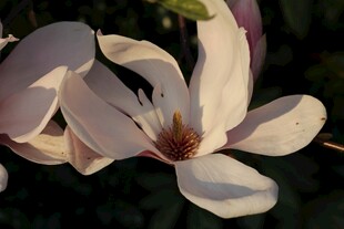 玉兰花绽放特写