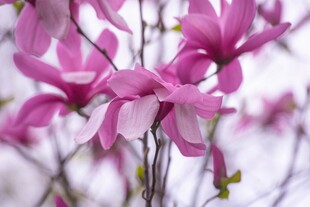 娇艳玉兰花绽放枝头