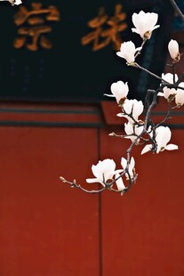 红墙旁绽放的玉兰花