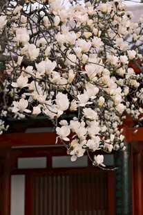 玉兰花盛开于中式建筑旁