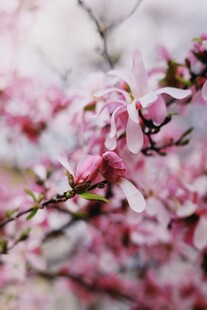 烂漫粉色玉兰花