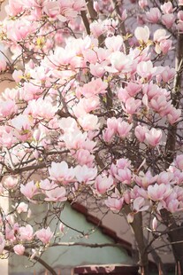 粉玉兰绽放于古朴屋顶