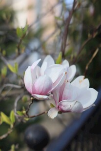 玉兰花绽放枝头