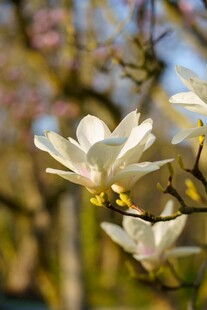 玉兰花绽放枝头