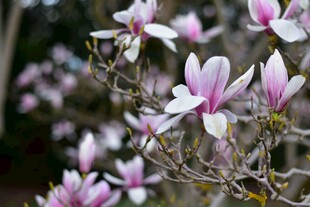 玉兰花绽放枝头