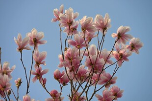 粉艳玉兰花绽放蓝天