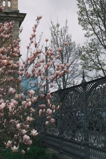 春日玉兰花