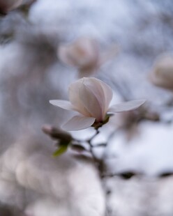 玉兰花特写