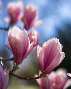 玉兰花绽放枝头
