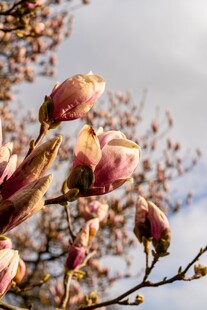 玉兰花枝绽