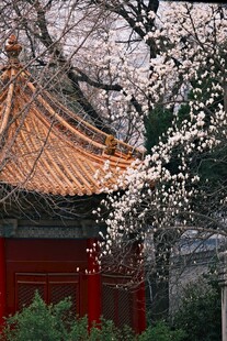 古建旁绽放的玉兰花