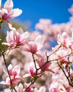 春日绽放的粉嫩玉兰花