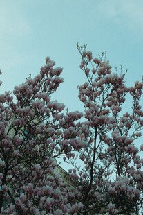 枝头玉兰花