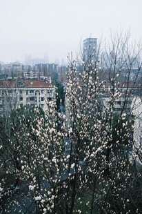城市中绽放的玉兰花