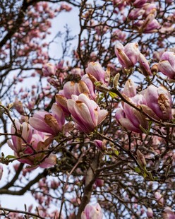 盛开的玉兰花
